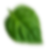 footer-shape1